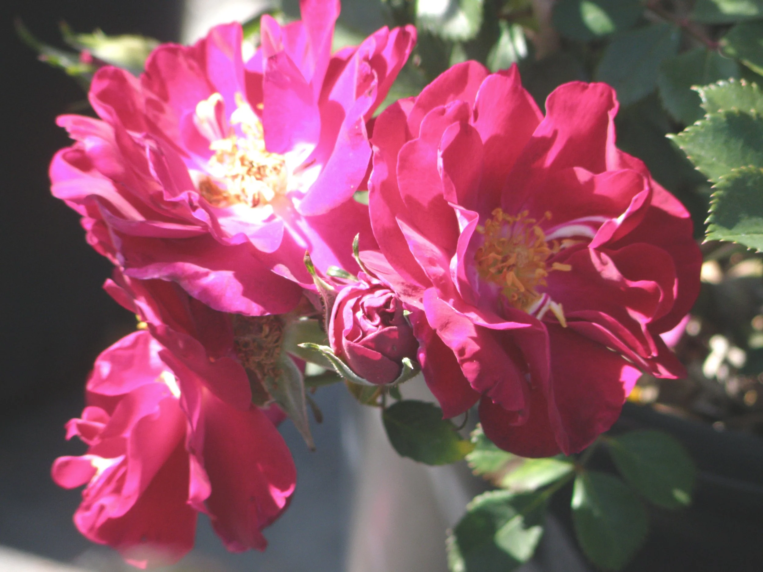 Celestial Blue Sky™ — American Rose Trials for Sustainability®